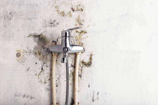Best Professional Mold Removal  in Redkey, IN