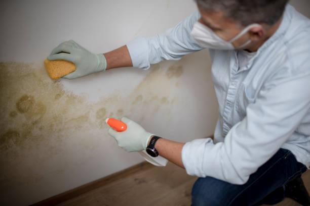 Best Black Mold Removal  in Redkey, IN