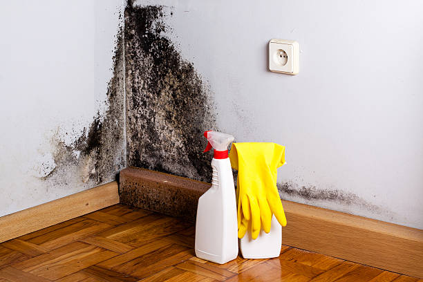 Best Mold Damage Repair  in Redkey, IN