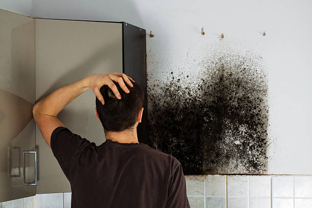 Best Emergency Mold Removal  in Redkey, IN