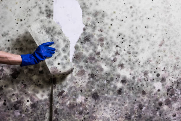 Best Certified Mold Removal  in Redkey, IN